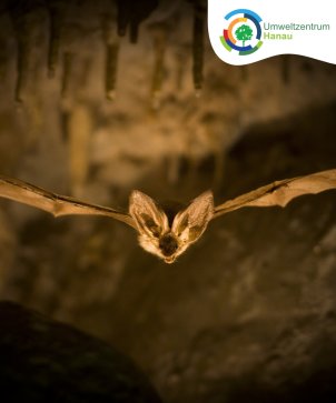 Fledermaus Cp