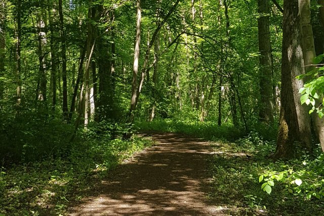 Wald1